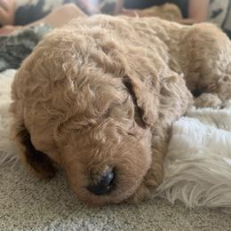 Goldendoodle Puppies from Columbia River Doodles