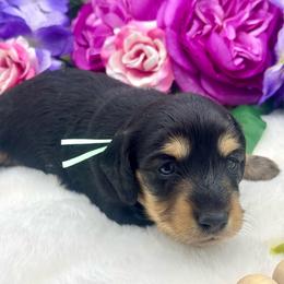 Hughey - Black and cream male Dachshund puppy in Exeter, California from Sawtooth Miniature Dachshunds