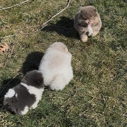 Pomeranian Puppies from Cascade Pomeranians