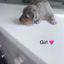 Girl 1 - Piebald female Dachshund puppy in Harrisburg, Oregon from Funny Farm Dachshunds
