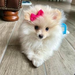 Pomeranian Puppies from Oh So Sassy Poms