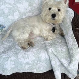 West Highland White Terriers from Kilmartin Westies