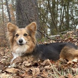 Frosty - Pembroke Welsh Corgi