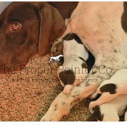 Courage - male German Shorthaired Pointer puppy in Six Mile, South Carolina from The Proper Pointer Co.