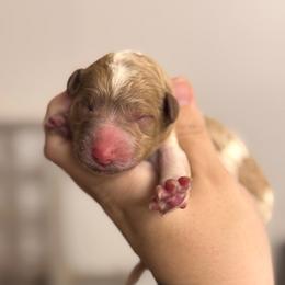 Dolly - Parti female Poodle puppy in Osyka, Mississippi from Southern Sunshine Standards