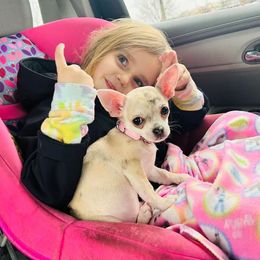 "Baby sprinkles" Chihuahua Puppies from Sasha’s Elite Kennel LLC