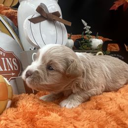 Titan - Wheaten male Miniature Schnauzer puppy in Grayson, Kentucky from Seventh Heaven Schnauzers