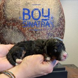 Sinatra - Tri-color male Bernedoodle puppy in Cambridge, Minnesota from Country Meadow Doodles