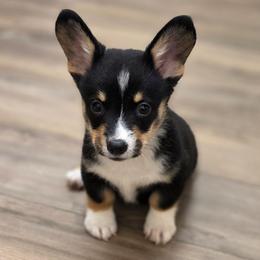 BHT Boy - Black and tan male Pembroke Welsh Corgi puppy in Middleburg, Florida from Mulkeys Little Corgis