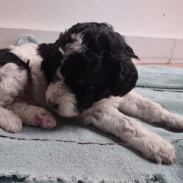 Poodle puppies from Ray Poodles