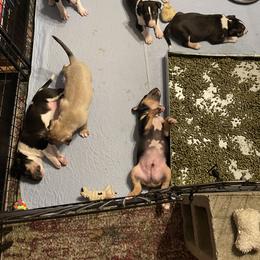 Bull Terrier Puppies from Whitney Johnson