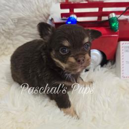 Cookie - Chocolate and tan female Chihuahua puppy in Bowdon, Georgia from Paschal's Pups