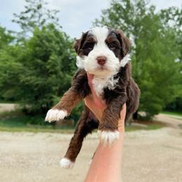 Jackson - Tri-color male Bernedoodle puppy in Wamego, Kansas from Doodles of Oz