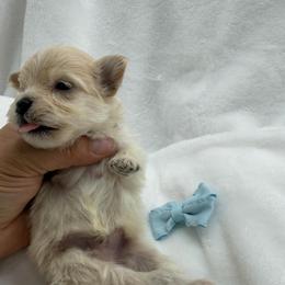 Nugget - Apricot male Maltipoo puppy in Turlock, California from 209PuppiesCaliforniaMaltipoo