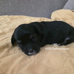 Girl1 - Black and white female Havanese puppy in Batesville, Arkansas from Hillbilly Havanese