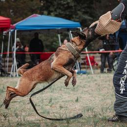 Poppy - Belgian Malinois