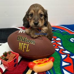 Dachshund Puppies from Dotted Doxies