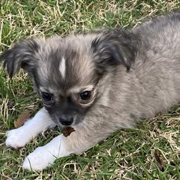 Bear Bear 3800 - Sable spotted white male Chihuahua puppy in Tulsa, Oklahoma from Hart's Chihuahuas