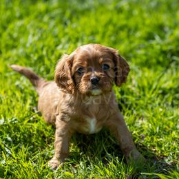 Mabel (Alice) - Ruby Cavalier King Charles Spaniel puppy in Chico, California from Valley Cavaliers