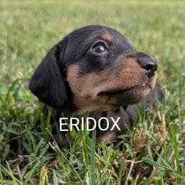 Sati - Black and tan female Dachshund puppy in Missouri from Eridox Dachshunds