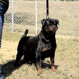 Cindy - Rottweiler