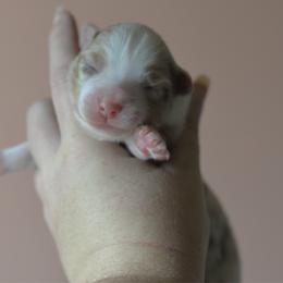 Tipsy - Red merle female Miniature Australian Shepherd puppy in Gatesville, Texas from Southern Promise Aussie’s