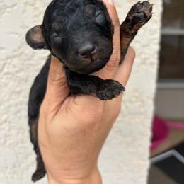 Snickers- Tiny toy phantom 7-10lbs - Black phantom male Aussiedoodle puppy in Spring Hill, Florida from Pawprint Dreams Boarding and Kennel