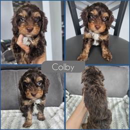 Colby - Brown and tan male Cockapoo puppy in Zanesville, Ohio from Southtown Doodles LLC