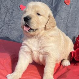 Golden Retriever and Shetland Sheepdog Puppies from Az K9 Companions