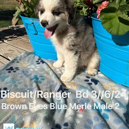 Australian Shepherd Puppies from Worsham’s Toys and Minis Australian Shepherds