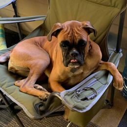 Mia - Boxer
