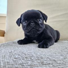 Male 1 - Black male Pug puppy in Jacksonville, North Carolina from Coliseum de Cassiope