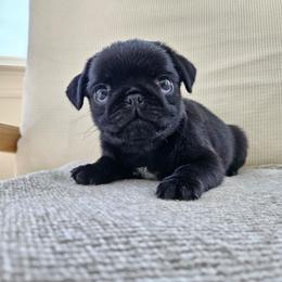 Male 1 - Black male Pug puppy in Jacksonville, North Carolina from Coliseum de Cassiope