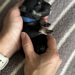 Miniature Schnauzer Puppies from Adrienne Exum