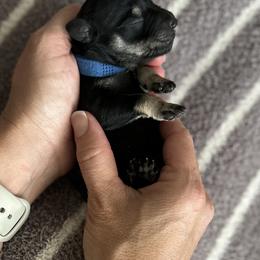 Miniature Schnauzer Puppies from Adrienne Exum