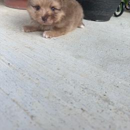 Marley - Chocolate female Pomeranian puppy in Texas from D&C Pomeranians