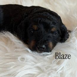 Blaze - Phantom male Poodle puppy in Waco, Texas from Poodle Paradise