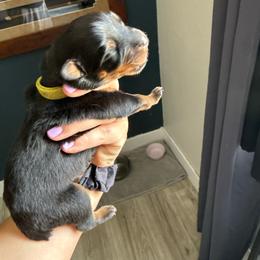 Lime - Black and rust female Rottweiler puppy in Eagle Mountain, Utah from Woolley Darlings
