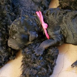 Poodle Puppies from Deborah Busch Poodles