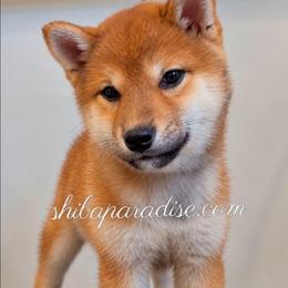 Ari - Red female Shiba Inu puppy in Tualatin, Oregon from Shiba Paradise