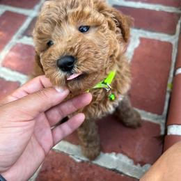 Lime - Apricot male Goldendoodle puppy in Gainesville, Florida from Pet Inn Xxweetdoodles