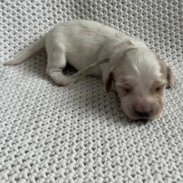 Dachshund Puppies from Morgan Burtenshaw