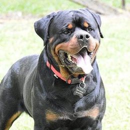 Tiny - Rottweiler