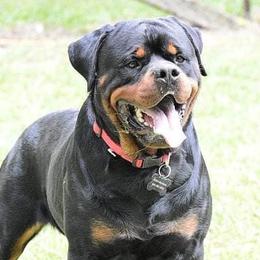 Tiny - Rottweiler