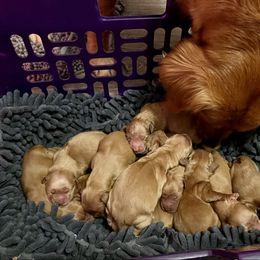 Make 5 - Dark golden male Golden Retriever puppy in Lebanon, Oregon from Dark Goldens on Hilltop