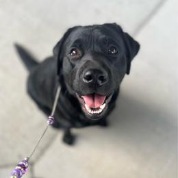 Georgie - Labrador Retriever