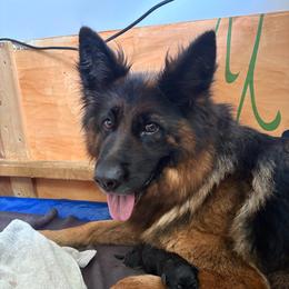 Israel - Black and red male German Shepherd puppy in Aurora, Illinois from Fairhaven German Shepherds
