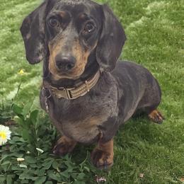 Whiskey - Dachshund