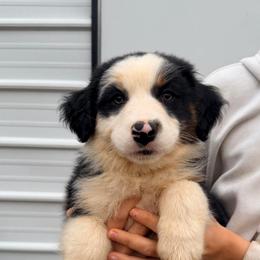 Purple Collar - Black tri-color female Australian Shepherd puppy in Grand Saline, Texas from Murphy Ranch Australian Shepherds