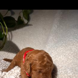 Goldendoodle Puppies from PurdyDoodles